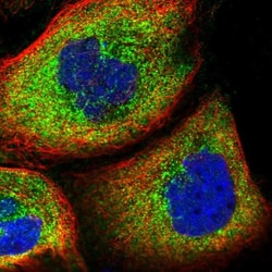 WDR34 Antibody, Novus Biologicals 0.1mL; Unlabeled:Antibodies, Polyclonal